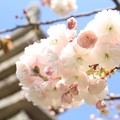 写真: 千本ゑんま堂の普賢象桜