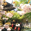 写真: 千本ゑんま堂の普賢象桜