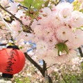 写真: 千本ゑんま堂の八重桜