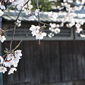 祇園白川の桜_1