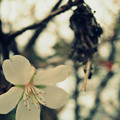 十月桜 ミノムシを添えてｗ