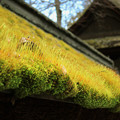 茅葺屋根の春