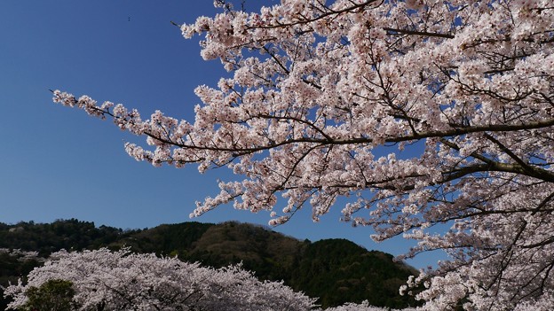 写真: 2018　　桜