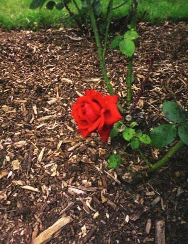一厘の薔薇