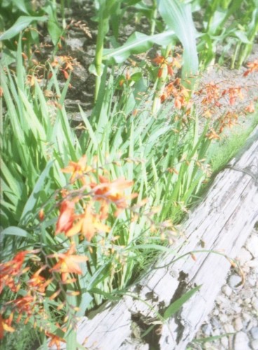 ハイキーなオレンジ花の花壇