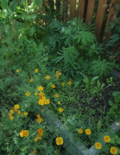写真: 無造作な黄色いお花の花壇