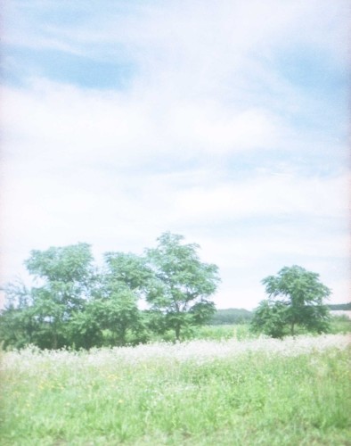 写真: 空の下。木と草むら