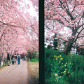 写真: 河津の桜