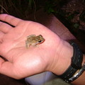 写真: 10.A cute frog