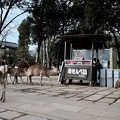 写真: 所在無さげな鹿たち-奈良県奈良市：東大寺