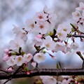 写真: 咲き始めた桜-三重県伊勢市：宮川堤