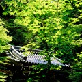 緑の波-京都市東山区：今熊野観音寺