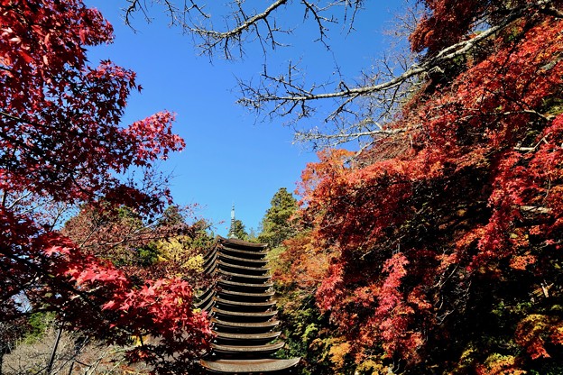 写真: あと何度紅葉を-奈良県桜井市：談山神社