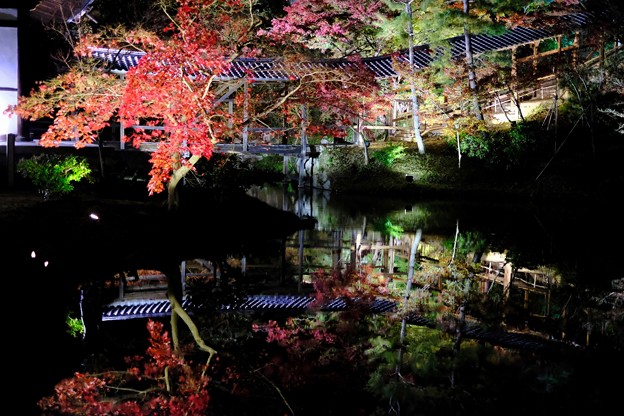写真: 紅葉のライトアップ-京都市東山区：高台寺