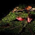 写真: 落ち葉　木洩れ日の中輝いて