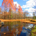 写真: 池に映る秋の風景
