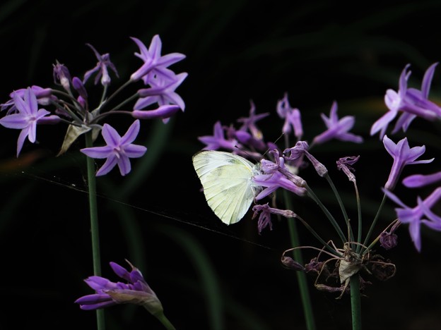 写真: 韮の花と紋白蝶