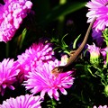 写真: 花の上の生き物たちトカゲ