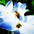 写真: 花韮と蜂