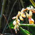 写真: 沖縄で見た花３