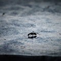 写真: 蟻