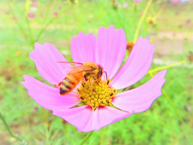 沖縄で見た冬景色　ミツバチ　1月