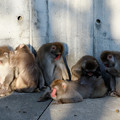 写真: ある動物園の猿事情