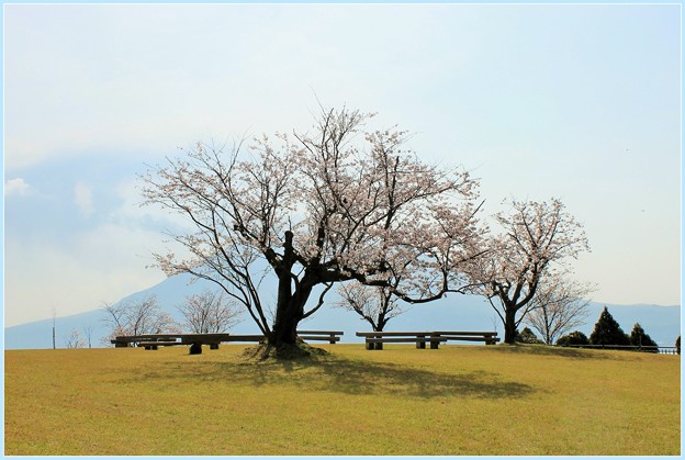 写真: 桜　桜島を背景に