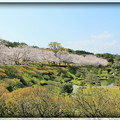 写真: 桜のある遠望