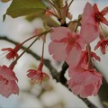 名残の河津桜