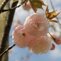 写真: 桜　「一葉」