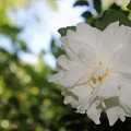 写真: 白い山茶花