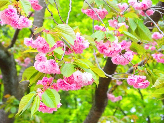 写真: と或る八重桜