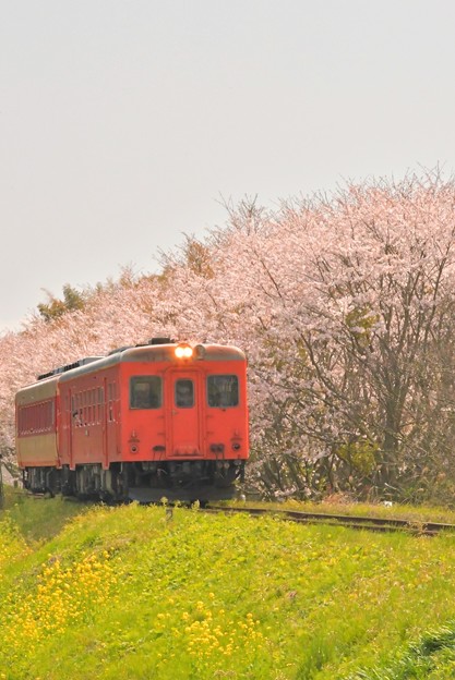 写真: いすみ鉄道の急行2018春(トリミング前の元ネタ)