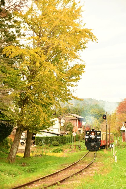 写真: 小湊鐵道の秋がまたやってきた