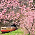 写真: 桜と小湊鉄道