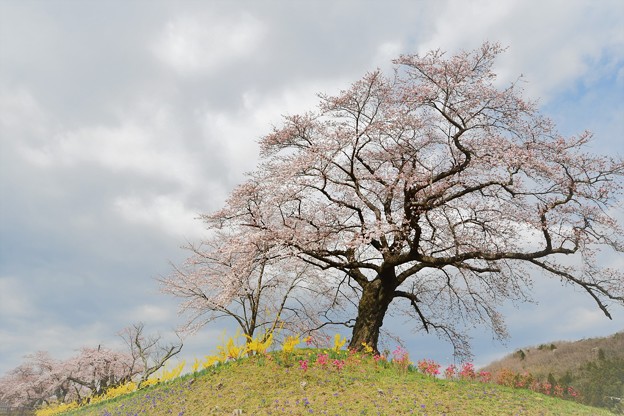写真: 春の丘