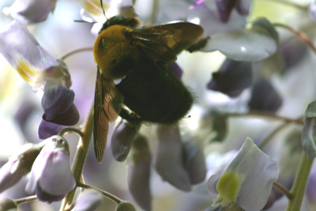 藤の花とクマ蜂
