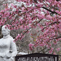 写真: 光恩寺の吟子像と河津桜・1