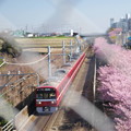 写真: 陸橋から金網越しの京急線2