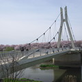 外野橋と桜並木