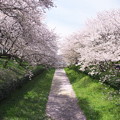 桜並木と水路のさくら