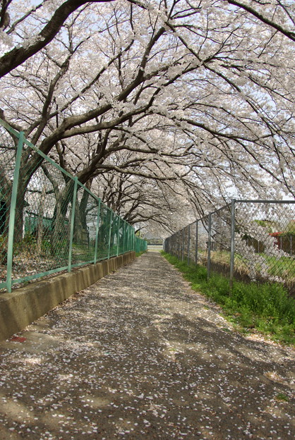 写真: 桜トンネル