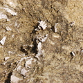 写真: 貝　化石