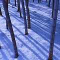 写真: 竹林の雪