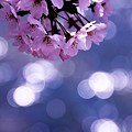 写真: きらきら桜。