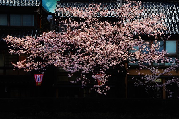 写真: 主計町の桜