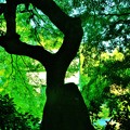 Photos: 常緑樹