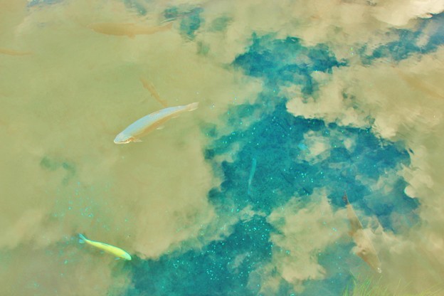 写真: 雲を泳ぐ