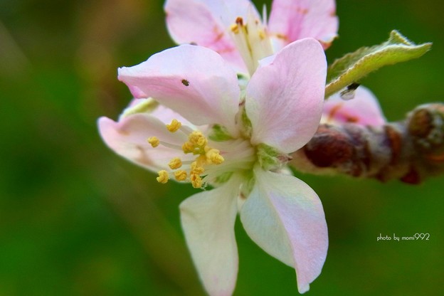 写真: リンゴの花